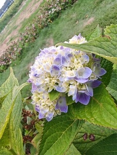 紫色绣球花绽放绿叶间