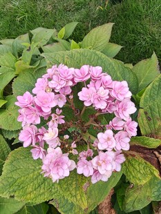粉色绣球花绽放绿叶间