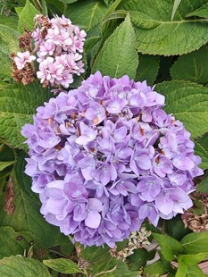紫色绣球花绽放