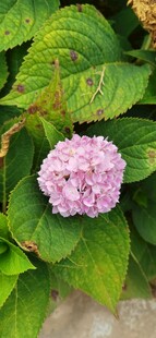 粉色绣球花绽放绿叶间