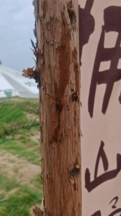 树干上的特色文字标识