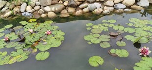 池塘中的睡莲与游鱼