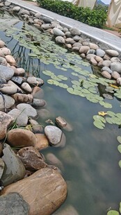 池塘边的石头与睡莲景观
