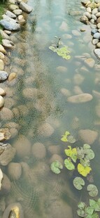 清澈溪底的石块与浮萍