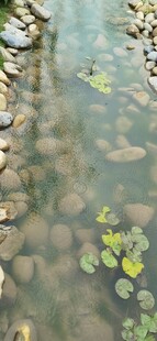 水中睡莲与石子的景致