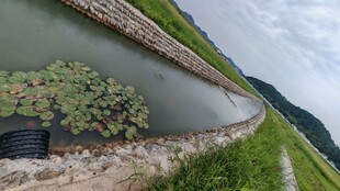 乡村水渠边的水生植物景观