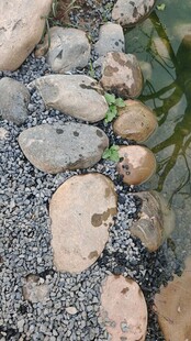 石间绿植