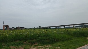 向日葵田野风光