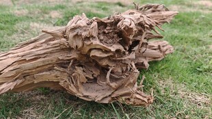 枯木造型独特