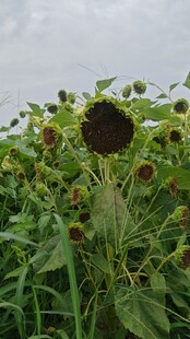 田野中的向日葵植株