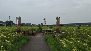 田园小径旁的灿烂花田