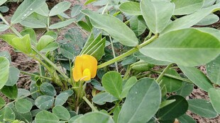 花生花绽放绿叶间