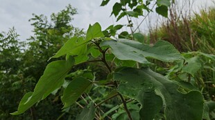 绿叶繁茂的构树