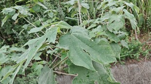 路边生长的茂盛构树叶
