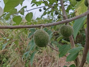 枝头构树果实
