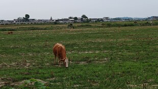 田野中低头吃草的黄牛