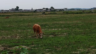 田野中独自吃草的黄牛