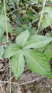 野外生长的掌状叶片植物