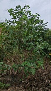 野外生长的茂盛构树