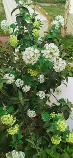 繁茂绿植绽放白色小花
