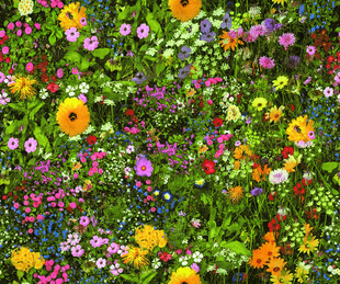 缤纷多彩的花卉景观