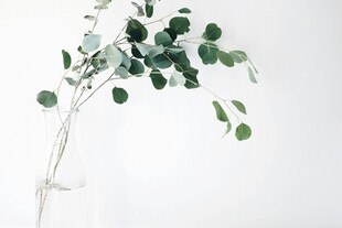 透明花瓶中的清新桉树枝