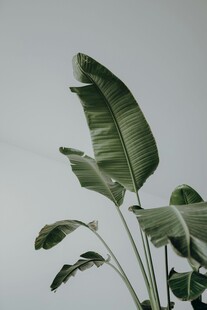 挺立的芭蕉叶