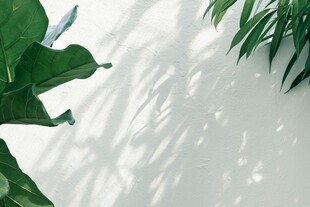 绿叶光影下的静谧画面