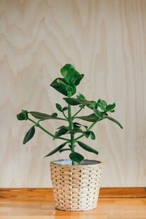 编织盆中的翠绿多肉植物
