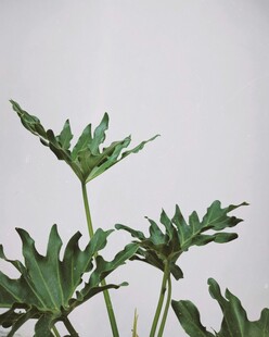 清新绿植特写