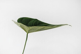 一片独特的绿色植物叶片