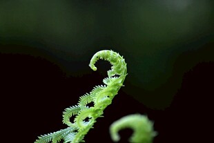 卷曲的嫩绿蕨类植物
