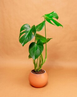陶盆龟背竹绿植盆栽