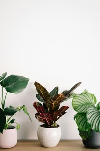 室内盆栽植物组合展示