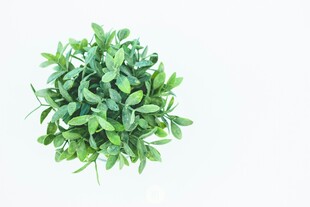 球形绿植盆栽