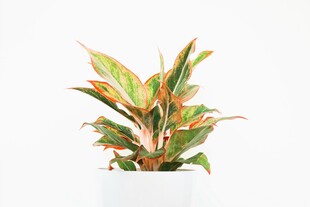 多彩斑纹盆栽植物