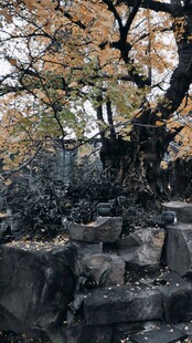 古树下的石堆景观