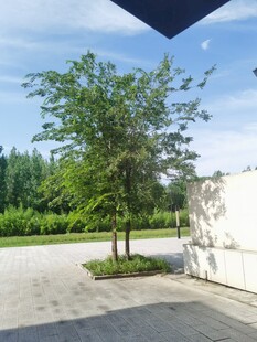 户外绿树场景
