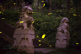 石狮子和萤火虫