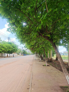 满是泥土的林荫大道