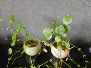 精致盆栽铜钱草展示