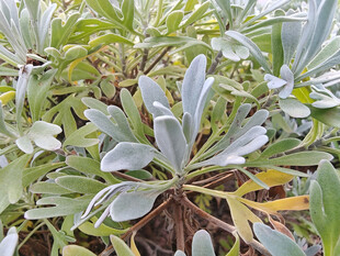 银叶植物特写