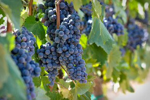 饱满紫葡萄挂于翠绿藤上