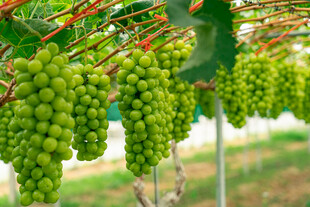 藤上鲜绿葡萄饱满诱人