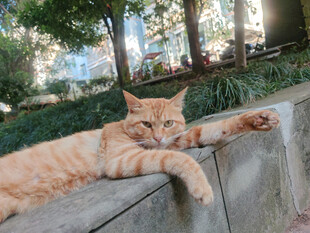橘猫惬意趴卧石台上