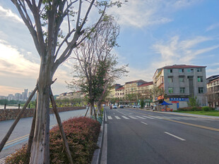 城市街道旁的建筑与树木