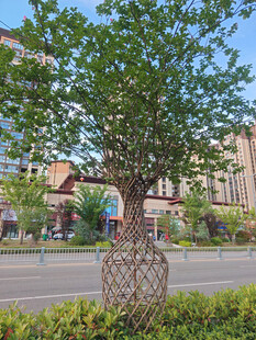城市街道旁的别致景观树
