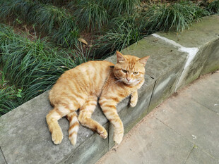 橘猫惬意趴卧在石台上