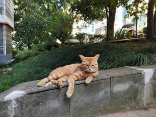 橘猫惬意趴坐石台上