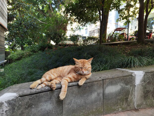 石台上休憩的橘猫